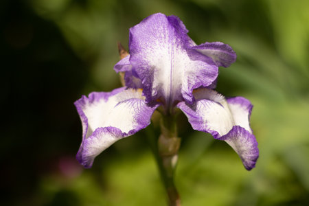 Blooming Iris flower close-up photo. Garden flowers. High quality photo