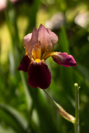 Blooming Iris flower close-up photo. Garden flowers. High quality photo