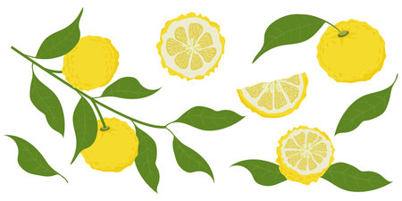 Hand drawn yuzu fruit. Set of Yuzu fruits isolated on a white backgroundのイラスト素材