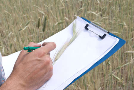 Man inspecting the wheat