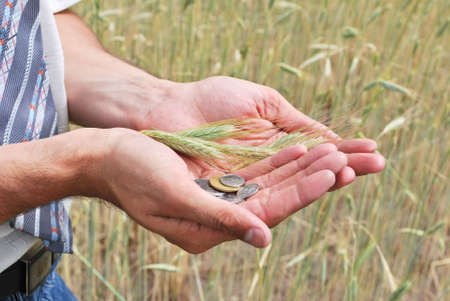 Man inspecting the wheatの写真素材