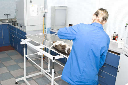 female doctors take care about catの写真素材