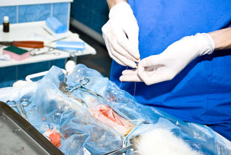 veterinarian at workの写真素材