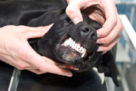 fangsの写真素材