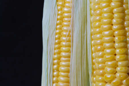 Close up of the corn cobの写真素材