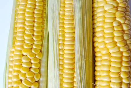 Close up of the corn cobの写真素材