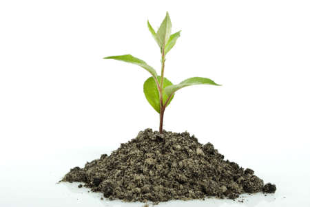  Green sprout on the white backgroundの写真素材