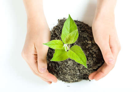 green sprout of treeの写真素材