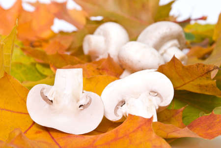 food serias: some mushroomsの写真素材