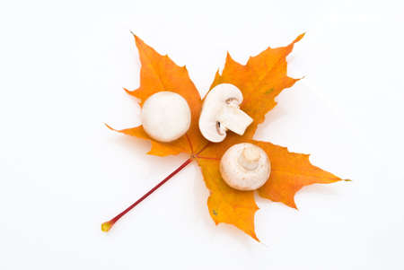 food serias: some mushrooms