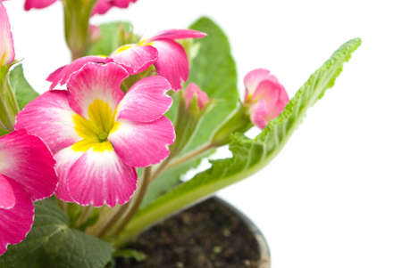 Flowersの写真素材