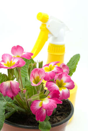 flowers の写真素材