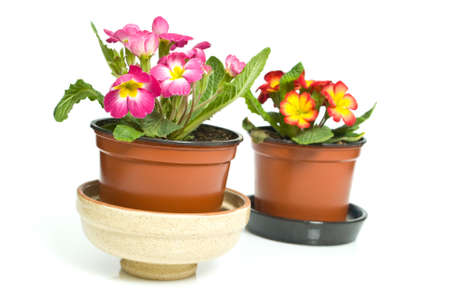 flowersの写真素材