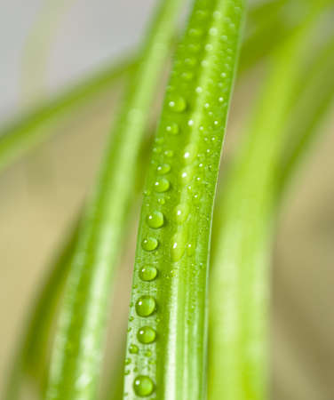  drops on the  leafの写真素材