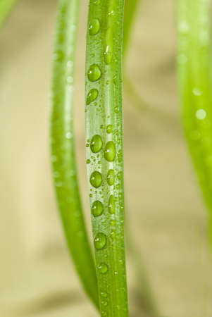 drops on the  leafの写真素材