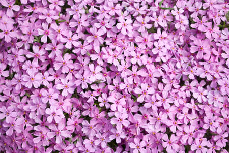 flowersの写真素材