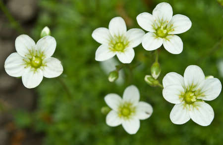 flowersの写真素材