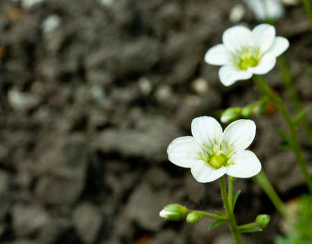 flowersの写真素材
