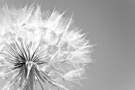 Close-up of dandelionの写真素材