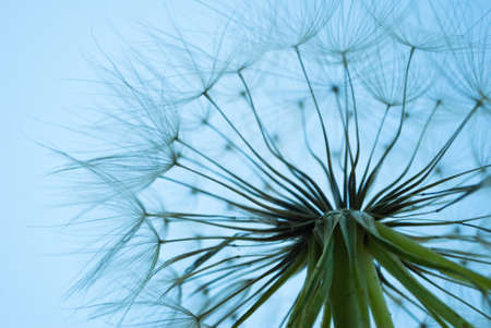 Close-up of dandelionの写真素材