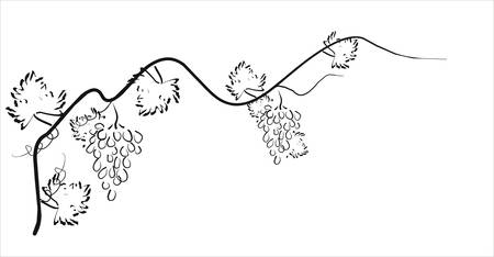 Vector illustration. Grape cluster with leaves.のイラスト素材