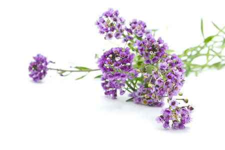 Flowers on the white background