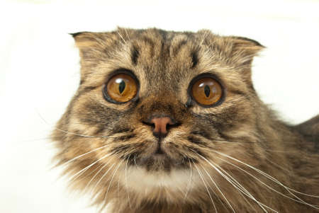 Cat on a white background