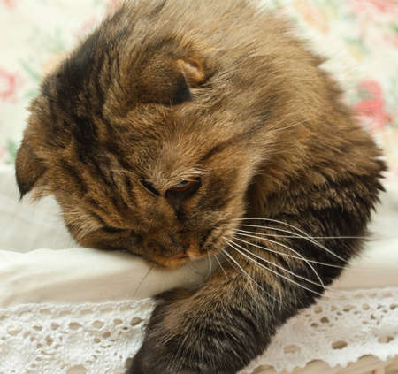 Cat on a pink backgroundの写真素材