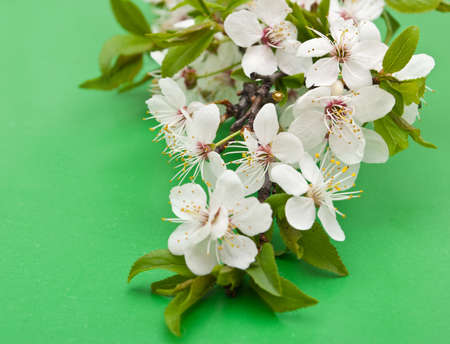 Spring cherry blossomの写真素材