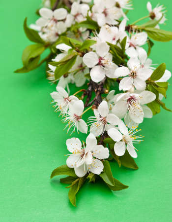 Spring cherry blossomの写真素材