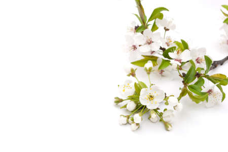 Spring cherry blossomの写真素材