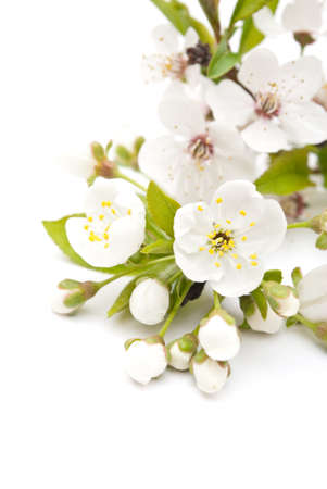 Spring cherry blossomの写真素材