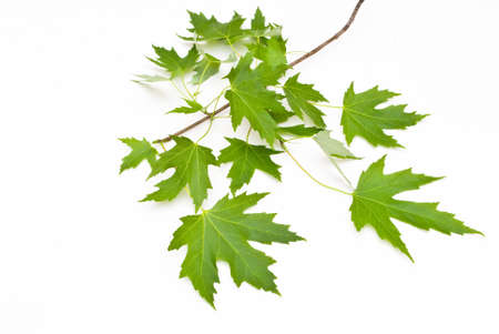 green leaves Isolated on white.の写真素材