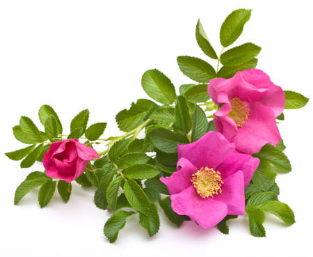 Beautiful tea rose on a white background. の写真素材