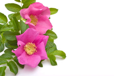 Beautiful tea rose on a white background. の写真素材