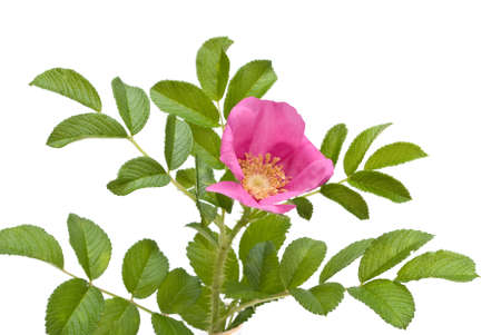 Beautiful tea rose on a white background. の写真素材