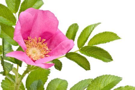 Beautiful tea rose on a white background. の写真素材