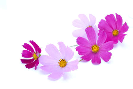 Flowers on the white background の写真素材