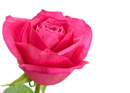 Beautiful red rose on a white backgroundの写真素材