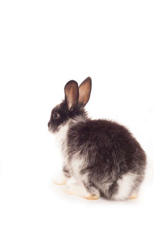 Rabbit isolated on a white backgroundの写真素材