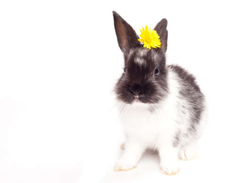Rabbit isolated on a white backgroundの写真素材