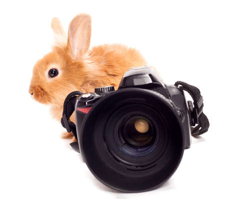 Rabbit photographer の写真素材