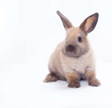 Rabbit isolated on a white backgroundの写真素材