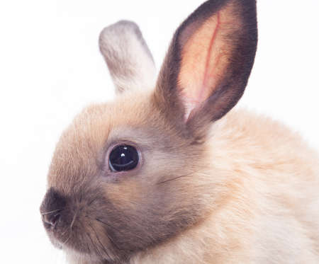 Rabbit isolated on a white backgroundの写真素材