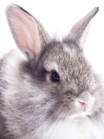 Rabbit isolated on a white backgroundの写真素材