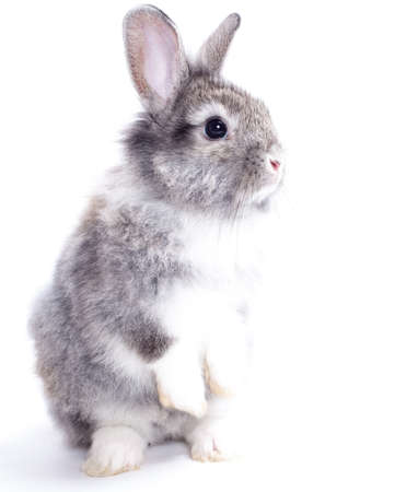 Rabbit isolated on a white backgroundの写真素材