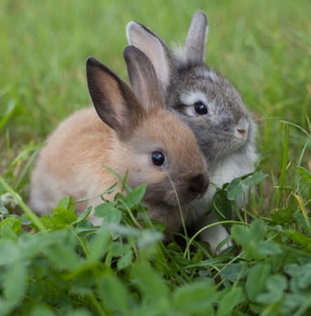 Rabbits  in grassの写真素材