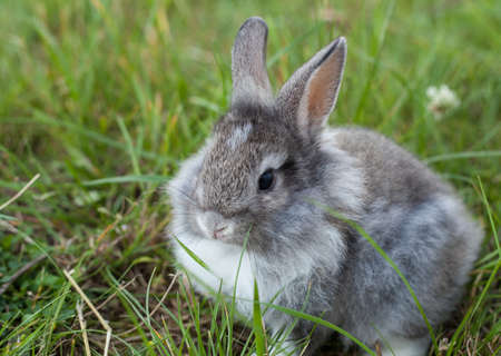 Rabbit in grassの写真素材