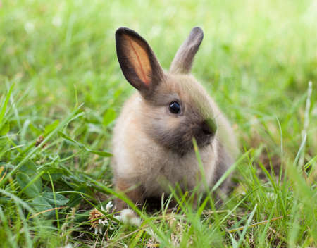 Rabbit in grassの写真素材