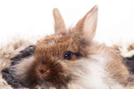 Rabbit isolated on a white backgroundの写真素材